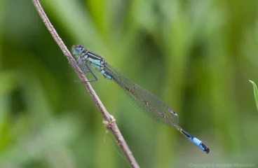 Blue-tailed Damselfly - Ischnura elegans Immature male, River Great Ouse at Roxton.