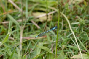 Common Blue Damselfly - Enallagma cyathigerum Male, Felmersham NR.