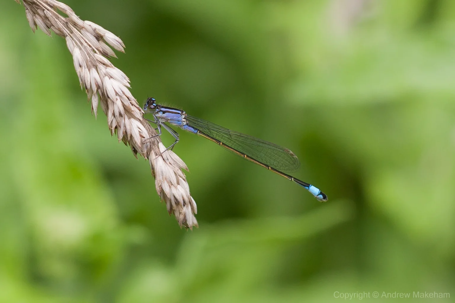 Blue-tailed Damselfly - Ischnura elegans Female, Felmersham NR. This female is of the 'violacea' form.