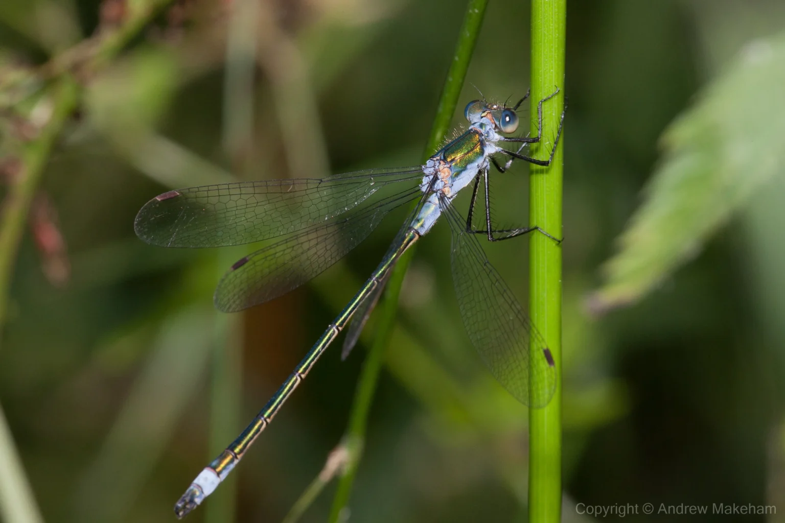 Emerald Damselfly - Lestes sponsa Male, Felmersham NR. This macro photo was taken using flash.