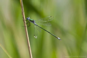 Emerald Damselfly - Lestes sponsa Male at Coronation Pit Emeralds can be quite common at the southern end of Coronation Pit.