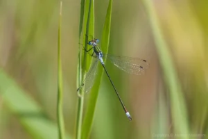 Emerald Damselfly - Lestes sponsa Male at Coronation Pit The brilliant blue eyes are particularly noticeable.