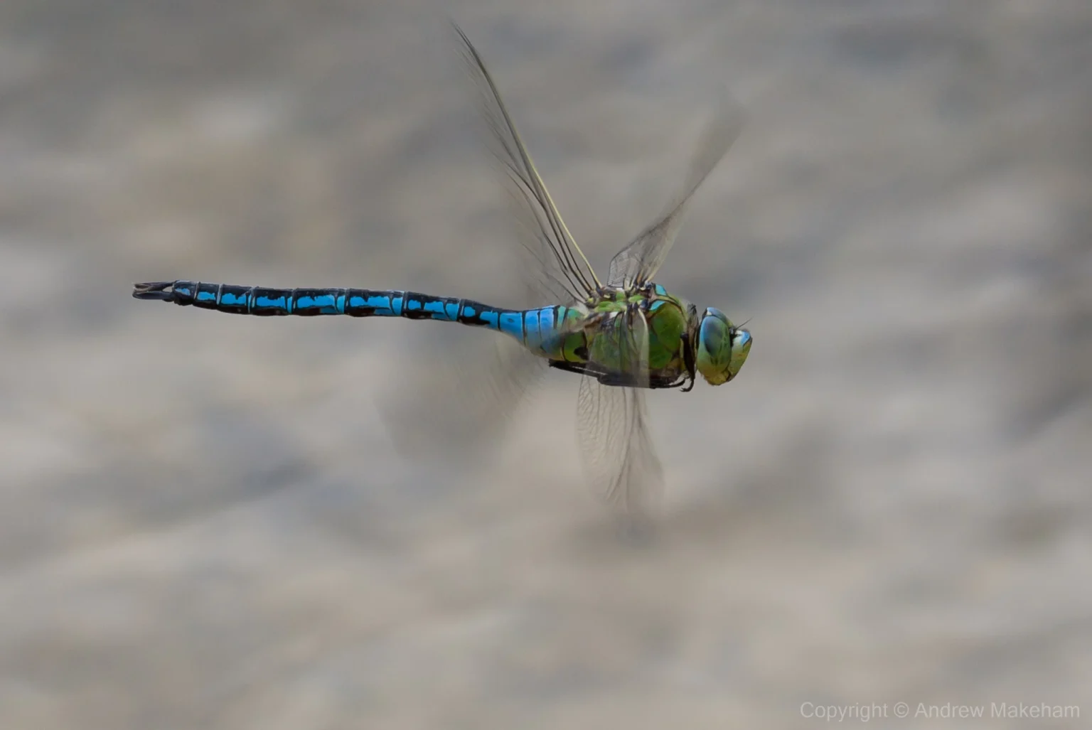 Emperor Dragonfly - Anax imperator Male, Marston Thrift.