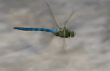 Emperor Dragonfly - Anax imperator Male, Marston Thrift.