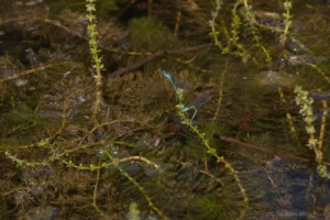 Azure Damselfly - Coenagrion puella Ovipositing pair, Felmersham NR