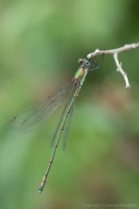 Willow Emerald Damselfly - Chalcolestes viridis Male at Felmersham NR, The thoracic 'spur' is clearly visible.