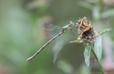 Willow Emerald Damselfly - Chalcolestes viridis Female at Felmersham NR.