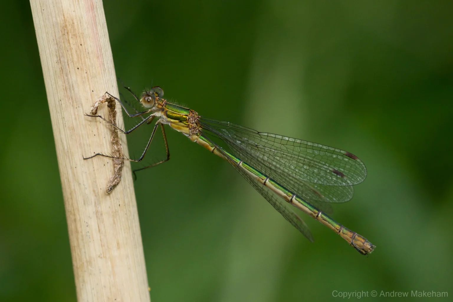 Emerald Damselfly - Lestes sponsa Female at Felmersham NR.