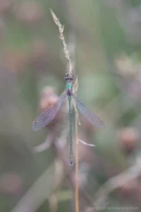Willow Emerald Damselfly - Chalcolestes viridis Male at Felmersham NR in typical pose with wings held partially open.