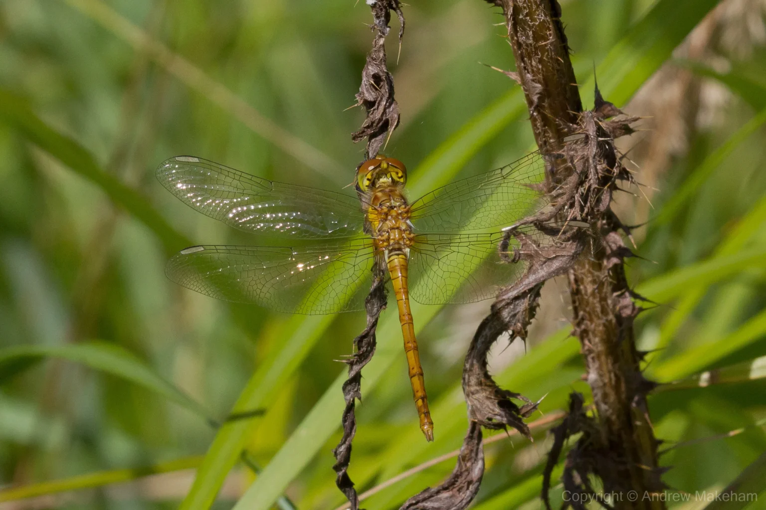 Common Darter - Sympetrum striolatum Teneral male, Marston Thrift.