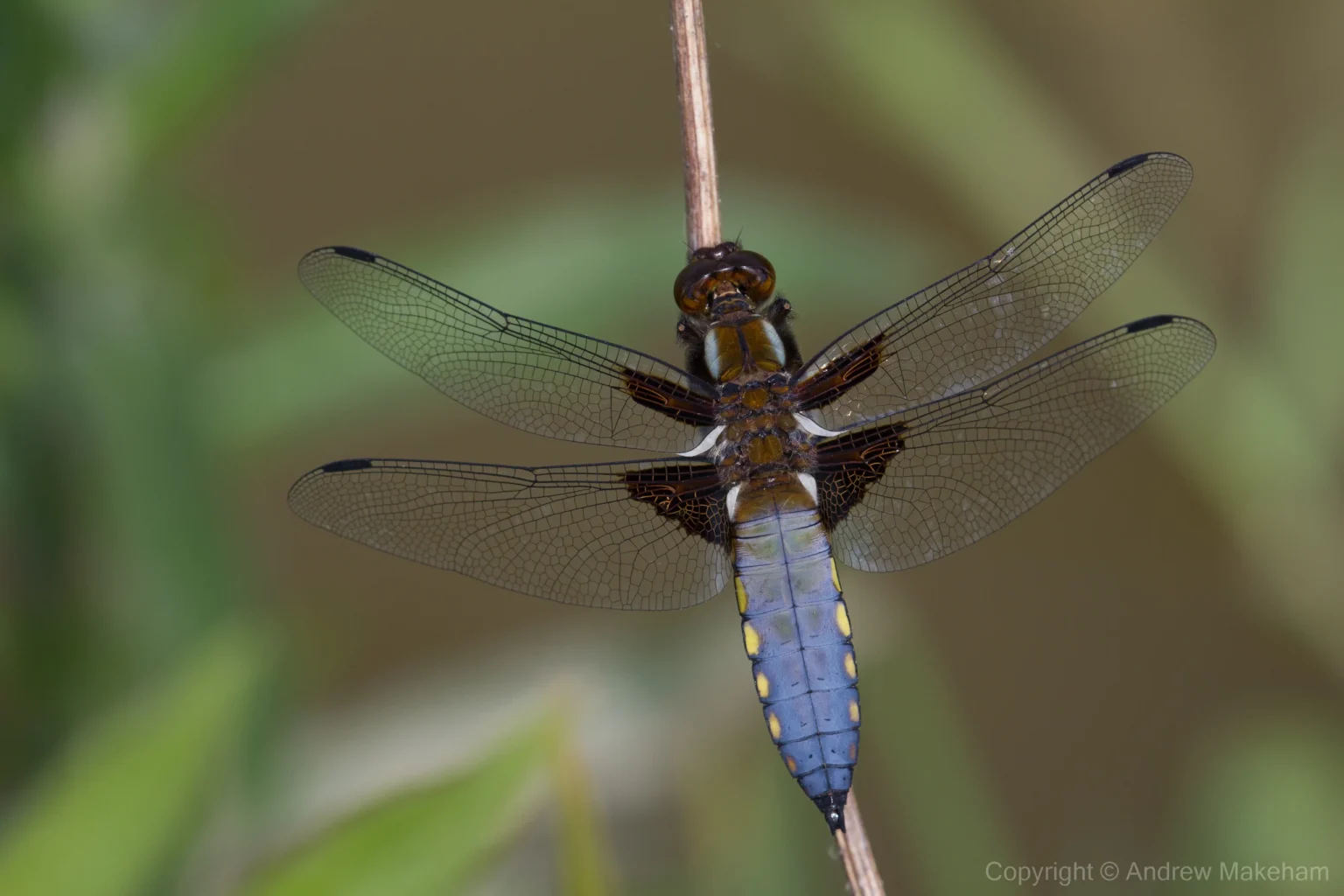 Broad-bodied Chaser - Libellula depressa. Male, Marston Thrift.