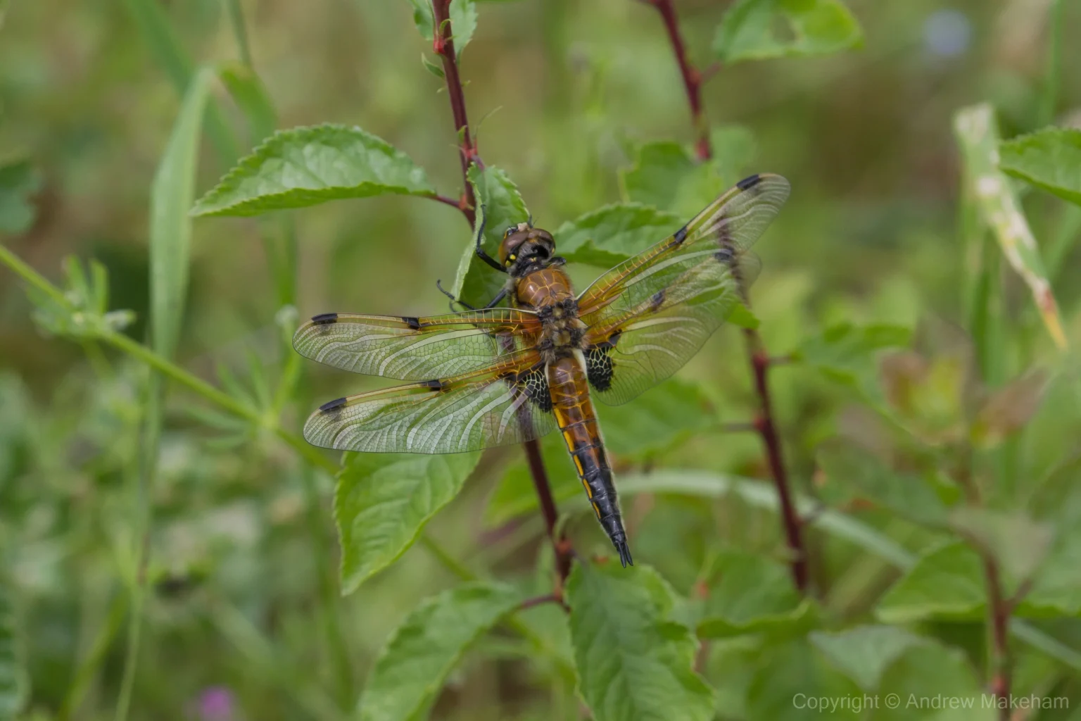 Four-spotted Chaser - Libellula quadrimaculata Teneral female - Felmersham NR.