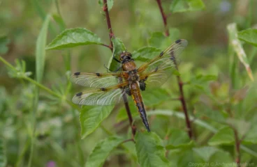 Four-spotted Chaser - Libellula quadrimaculata Teneral female - Felmersham NR.