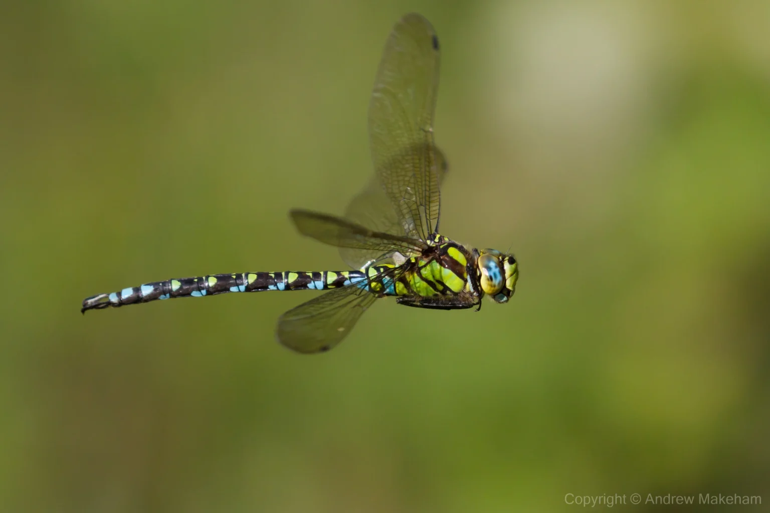 Southern Hawker - Aeshna cyanea Male, Holcot Wood.