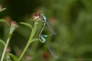 Blue-tailed Damselfly - Ischnura elegans Pair in cop, Felmersham NR. The female is the andromorphic 'typica' form.