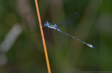 Emerald Damselfly - Lestes sponsa Male at Felmersham NR, taken with flash.