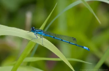 Azure Damselfly - Coenagrion puella. Male, Felmersham NR.