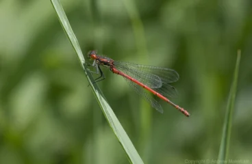 Large Red Damselfly - Pyrrhosoma nymphula Male, Felmersham NR.