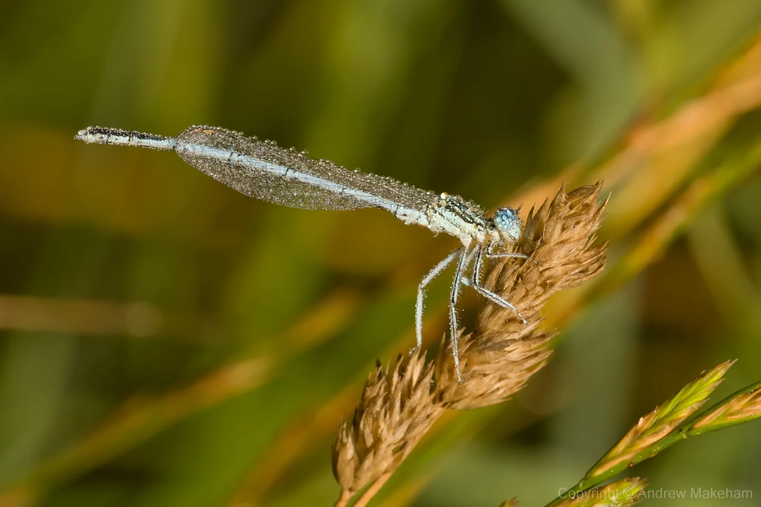 White-legged Damselfly - Platycnemis pennipes A male covered in early morning dew at Kempston Mill.