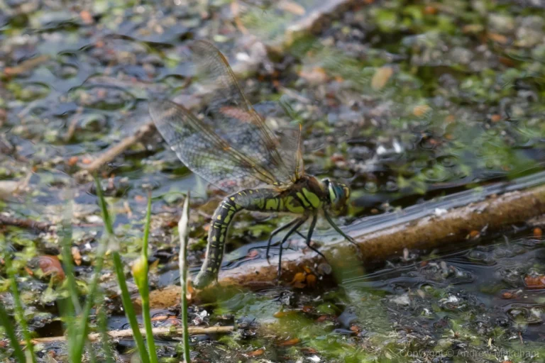 Hairy Dragonfly - Brachytron pratense Female ovipositing at Bromham Lake NR.