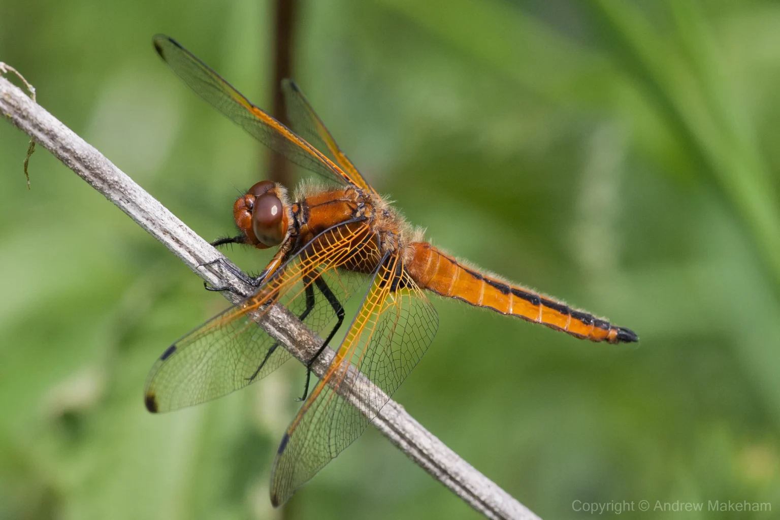 Scarce Chaser - Libellula fulva Immature, River Great Ouse, Roxton.