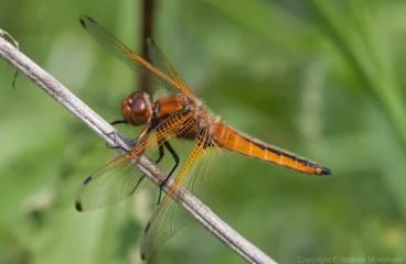 Scarce Chaser - Libellula fulva Immature, River Great Ouse, Roxton.