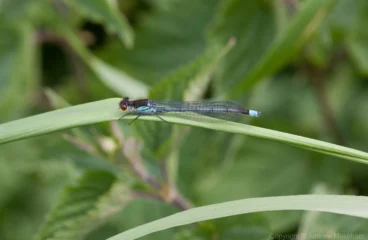 Red-eyed Damselfly - Erythromma najas Male, Roxton.
