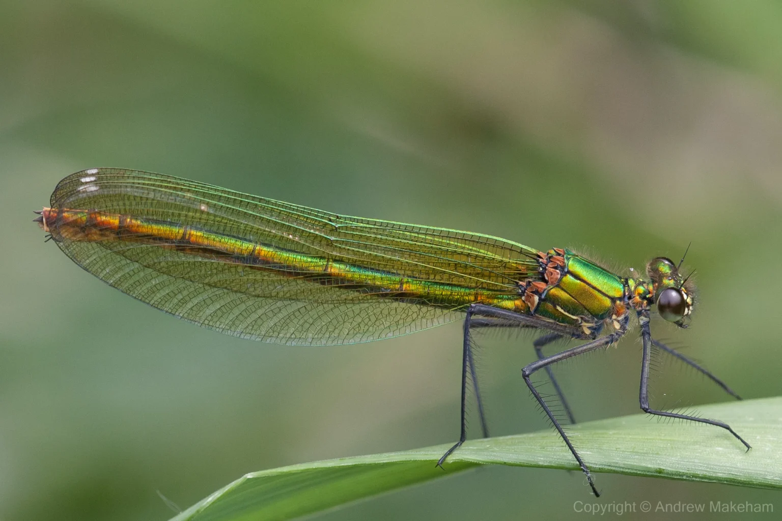 Banded Demoiselle - Calopteryx splendens Female at Roxton, with an unusually short abdomen.