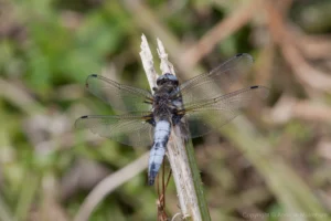 Scarce Chaser - Libellula fulva Male, River Great Ouse, Roxton. Post copulation marks are clearly visible on the abdomen.