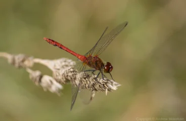 Ruddy Darter - Sympetrum sanguineum Male, Felmersham NR. Note the all black legs, that helps separate Ruddys from Common Darters.