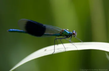 Banded Demoiselle - Calopteryx splendens Male, near the Biddenham Country Loop Walk.