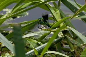 Banded Demoiselle - Calopteryx splendens Pair in cop near the Biddenham Country Loop Walk. This is a high speed sequence that shows them achieving the wheel position.