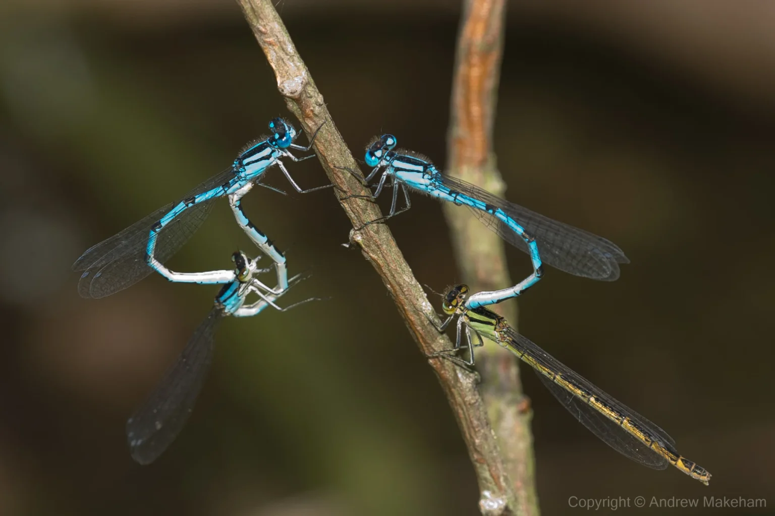 Common Blue Damselfly - Enallagma cyathigerum Pairs in cop at Felmersham NR. Blue form female on the left, and drab form on the right.