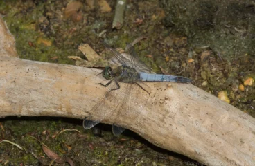 Black-tailed Skimmer - Orthetrum cancellatum Male, Felmersham NR.