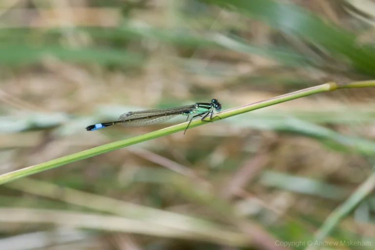 Blue-tailed Damselfly - Ischnura elegans Male, River Great Ouse between Kempston and Bromham.