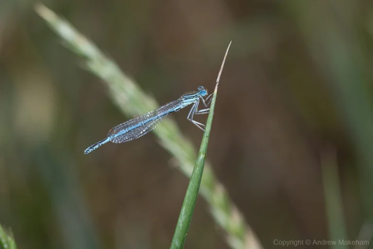 White-legged Damselfly - Platycnemis pennipes Male, River Great Ouse near Bromham