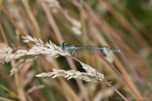 White-legged Damselfly - Platycnemis pennipes Male, River Great Ouse near Bromham