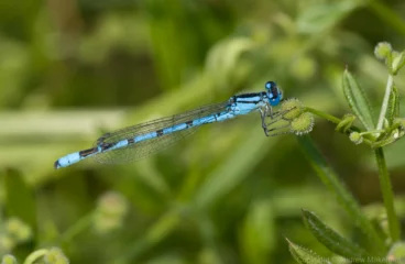 Common Blue Damselfly - Enallagma cyathigerum Same male as previous picture, back in the normal posture, River Great Ouse at Kempston Church End.