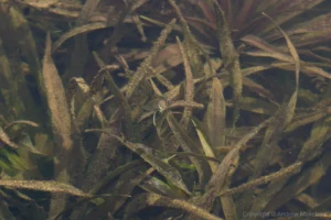 Red-eyed Damselfly - Erythromma najas Pair ovipositing underwater, Felmersham NR.
