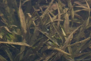 Red-eyed Damselfly - Erythromma najas Pair ovipositing underwater, Felmersham NR.