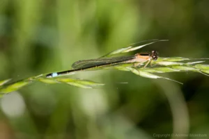 Blue-tailed Damselfly - Ischnura elegans Female, River Great Ouse between Kempston and Bromham. This is the 'rufescens-obsoleta' form.