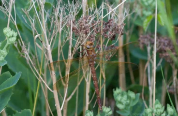 Brown Hawker - Aeshna grandis Female, well away from water in Kempston. This photo shows the brown tint to the wings well, a distinctive feature that's obvious even when flying.