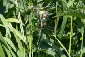 Hairy Dragonfly - Brachytron pratense Male, River Great Ouse at Roxton.
