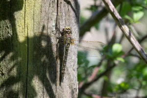 Hairy Dragonfly - Brachytron pratense Female, Marston.