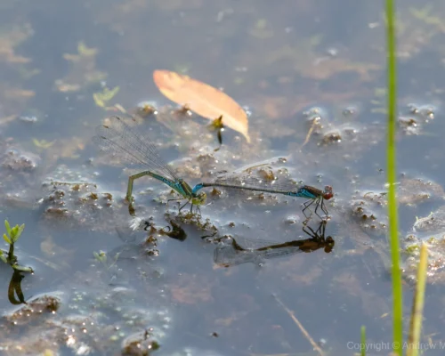 Small Red-eyed Damselfly - Erythromma viridulum Male and Female ovipositing, The Grange Estate Willington.
