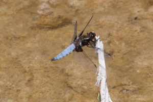 Broad-bodied Chaser - Libellula depressa. Male, Sundon Chalk Quarry.
