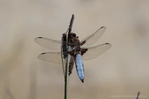 Broad-bodied Chaser - Libellula depressa. Male, Sundon Chalk Quarry.