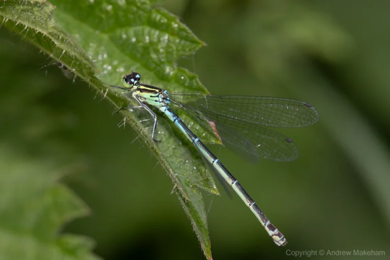 Azure Damselfly - Coenagrion puella. Blue form female, River Great Ouse, Roxton