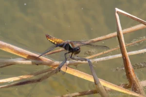 Broad-bodied Chaser - Libellula depressa. Female, Marston.