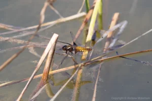 Broad-bodied Chaser - Libellula depressa. Female, Marston.